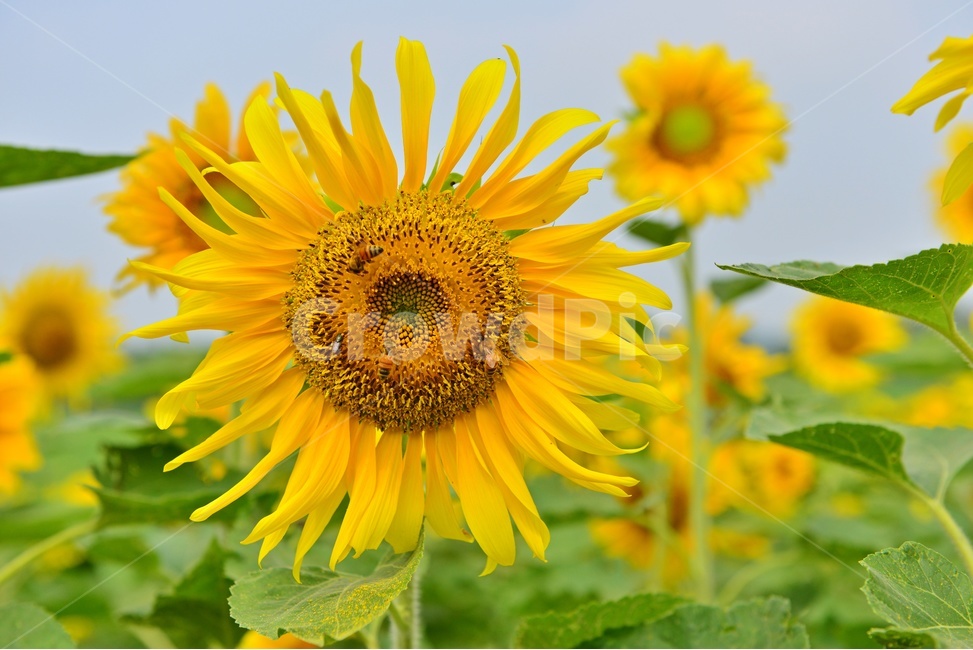 plant,식물,blossom,flower,꽃,sunflower,해바라기,고창,학원농장,해바라기밭