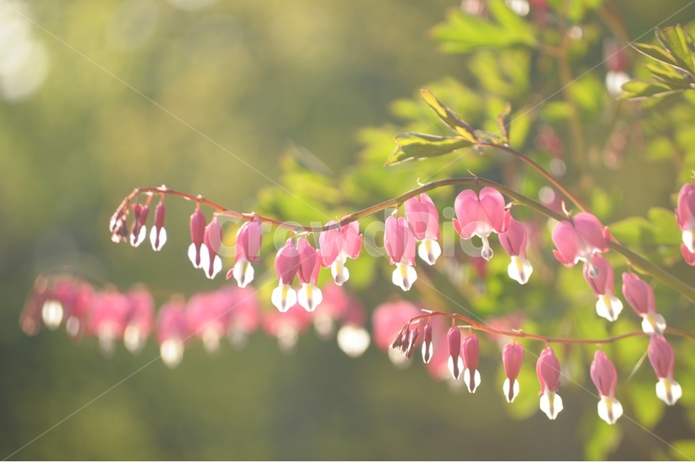 금낭화,금주머니,야생화,들꽃,봄꽃,식물,자연,plants,nature,꽃,flower,감성,sensible,feeling