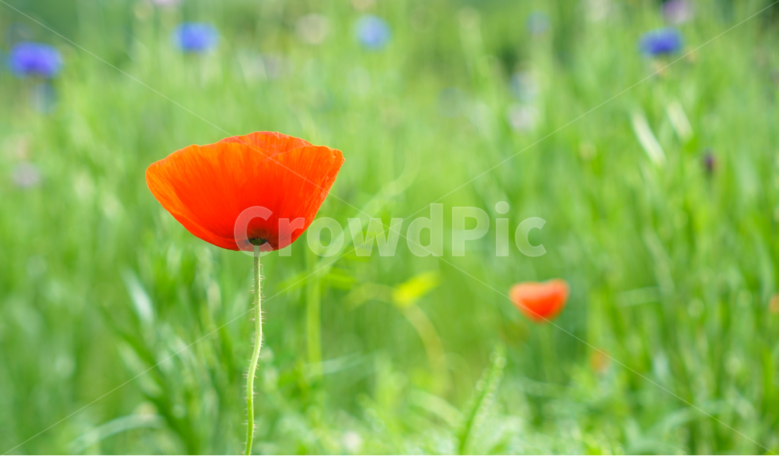 꽃,양귀비,식물,화초,설화,자연,재배,식물,자연,plants,nature,꽃,flower