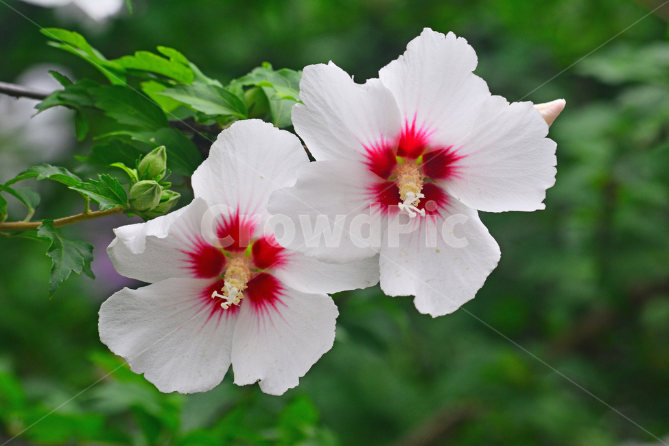 무궁화,나라꽃,꽃,우리꽃,국화,분홍색,핑크색,배경,바탕,백그라운드,flowers,korean,mugunghwa,roseofsharon,hibiscus,식물,나무꽃,아름다움,꽃송이,꽃잎,잎사귀,우리나라꽃,nationalflower,background,plant,blossom,한국적