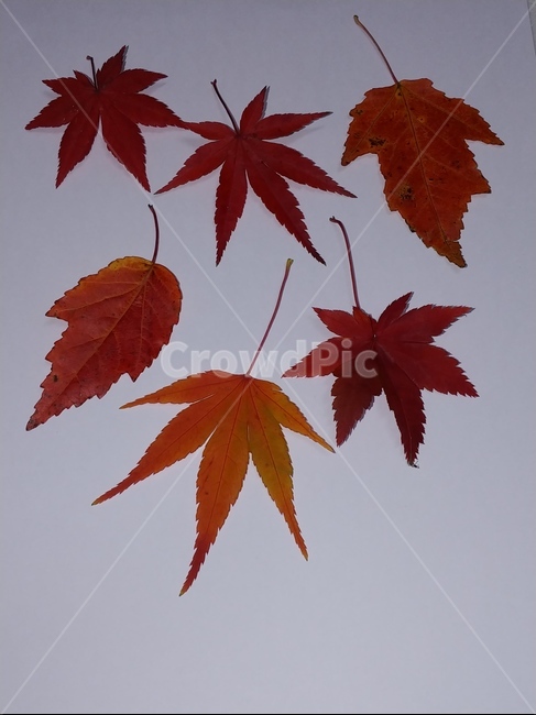 가을,단풍,나뭇잎,단풍잎,낙엽,잎,leaf,식물,나무,가을,계절,fall,autumn,season,plant,tree,maple