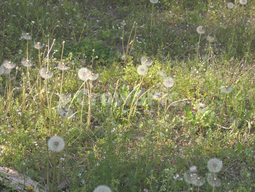 민들레홀씨,자연,작은꽃,식물,공원,봄,계절,정원,야외,dandelionfuzz,garden,grass,green,landscape,leaf,natural,nature,outdoor,park,plant,season,spring,봄,계절,spring,season,식물,자연,plants,nature,꽃,flower,blossom