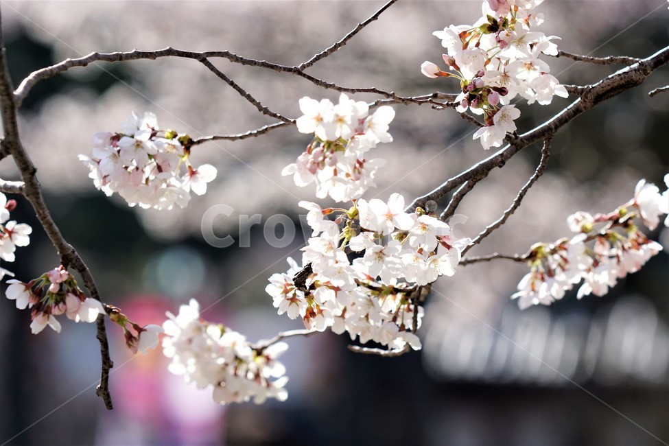 봄,벚꽃,자연,식물,나무,아름다움,봄날,따뜻함,spring,nature,season,beauty,flower,tree,봄,계절,spring,season,꽃,flower,plant,blossom