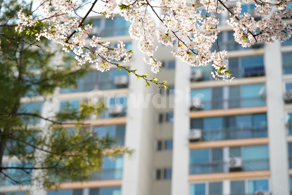 꽃,플라워,벚꽃,식물,생물,생명,계절,flower,화이트,흰색
