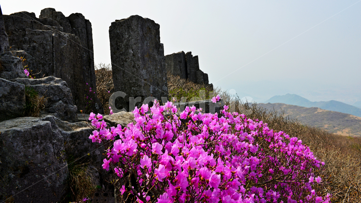 광주,무등산,무등산봄,서석대,입석대,주상절리대,철쭉꽃,철쭉,봄,계절,꽃,만개,flower,plant,식물,blossom,outdoors,옥외,자연,경치,경관,풍경