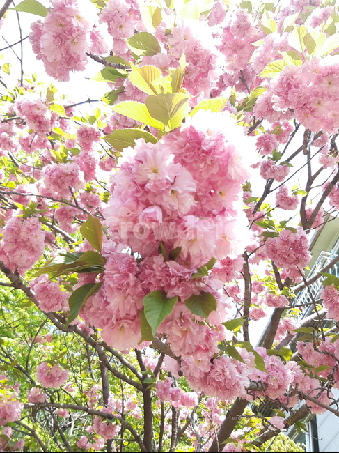 겹벚꽃,벚꽃,봄,배경,백그라운드,자연,식물,계절,분홍,분홍꽃,핑크,꽃송이,꽃잎,아름다움,벚나무,개화,만개,봄,계절,spring,season,식물,자연,plants,nature,꽃,flower,plant,blossom,cherry blossom