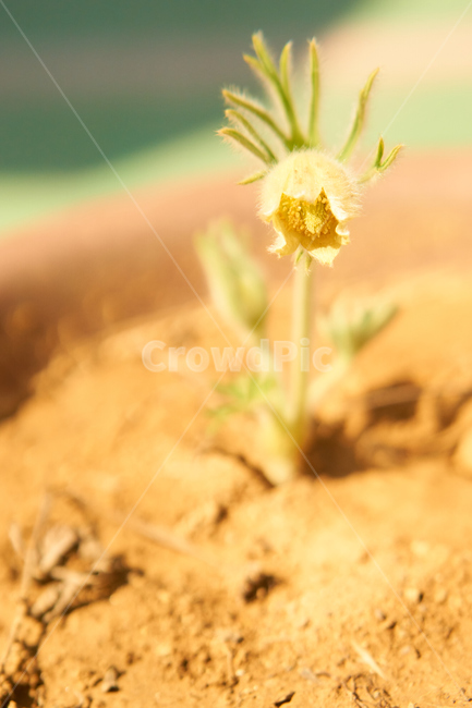 할미꽃,노란할미꽃,희귀종,식물,봄,생화,조화,들꽃,약재,pasqueflower,flower,plant,yellowflower,nature,식물,자연,plants,nature,꽃,flower