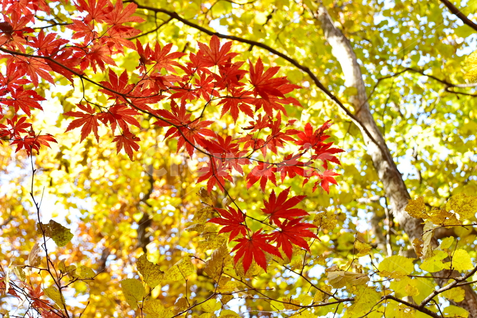 가을,단풍,울긋불긋,계절,시즌,아름다운,풍경,가을색,단풍잎,가을,계절,fall,autumn,season,leaf,잎,plant,식물,tree,나무,maple