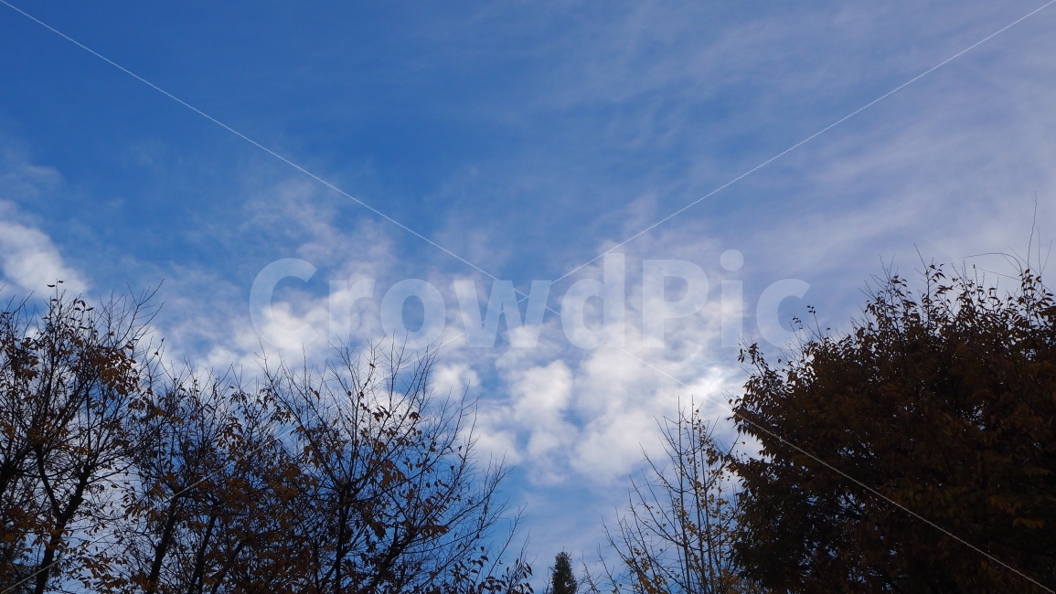 하늘,구름,푸르름,청량,sky,cloud,나무,나무실루엣,실루엣,일상,색감,emotion,daily,sensible,feeling,healing,snap,스냅,landscape,감성사진,가을,계절,fall,autumn,season,자연,풍경,nature,landscape,outdoors,옥외