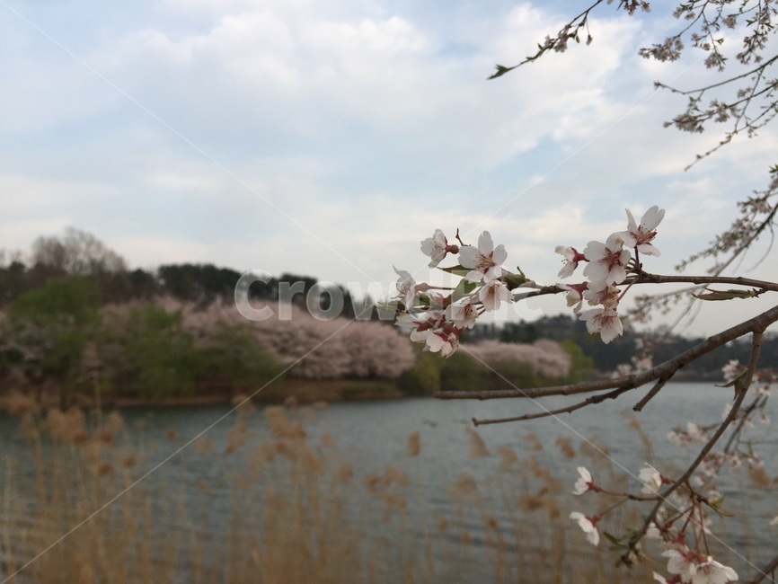 plant,식물,flower,꽃,벚꽃,cherrybolssom,호수,산책,나들이,소풍,분홍,blossom,연인,걷기,꽃봉우리