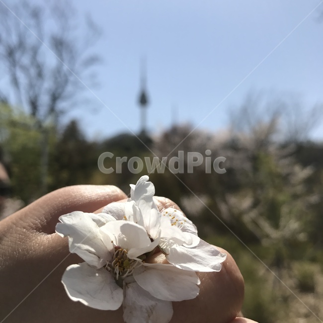 벚꽃,남산타워,남산,봄,손가락,꽃,꽃반지