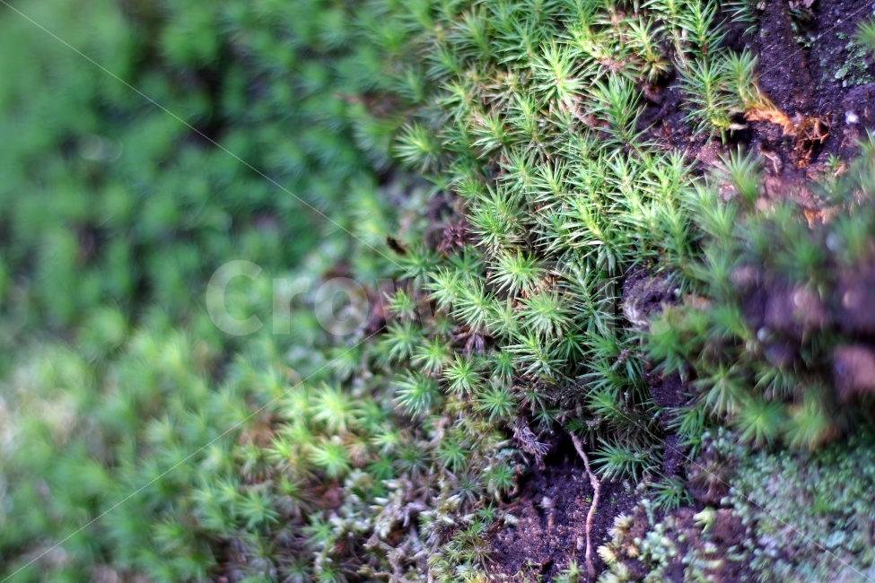 이끼,정원,풀,초록,싱그러운,일본식정원,겨울,식물,자연,plants,nature