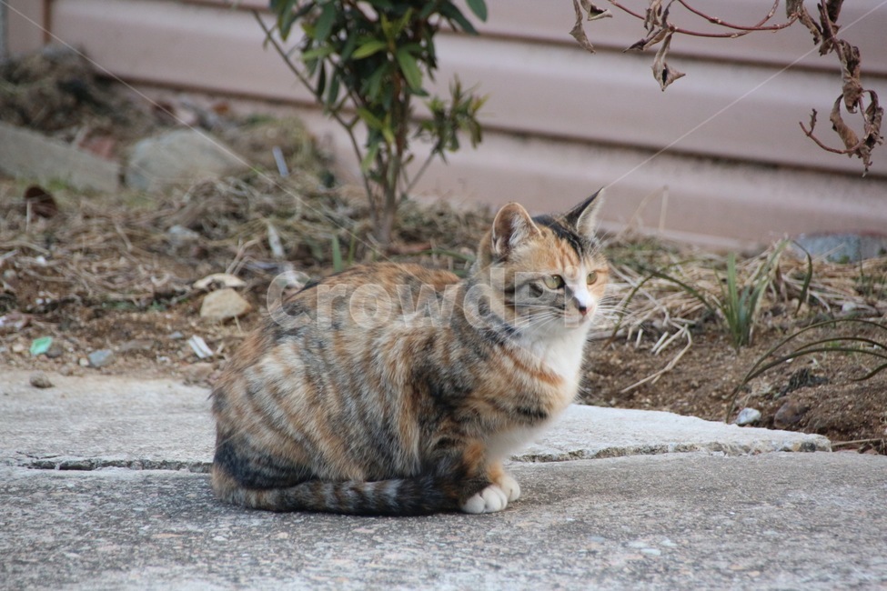 동물,고양이,cat,animal,얼룩이,동물,animal,포유류,mammal,고양이,cat,kitten,kitty