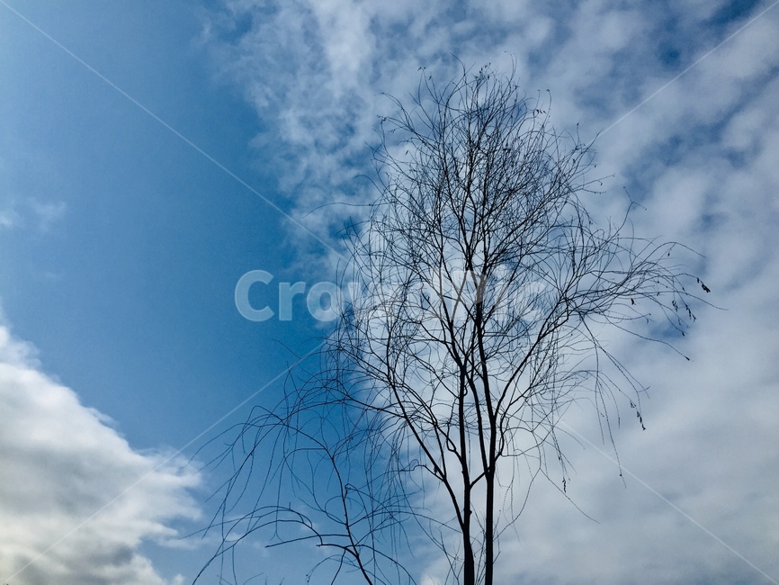 nature,자연,outdoors,옥외,나무,식물,자연,plants,nature,나무,trees,wood