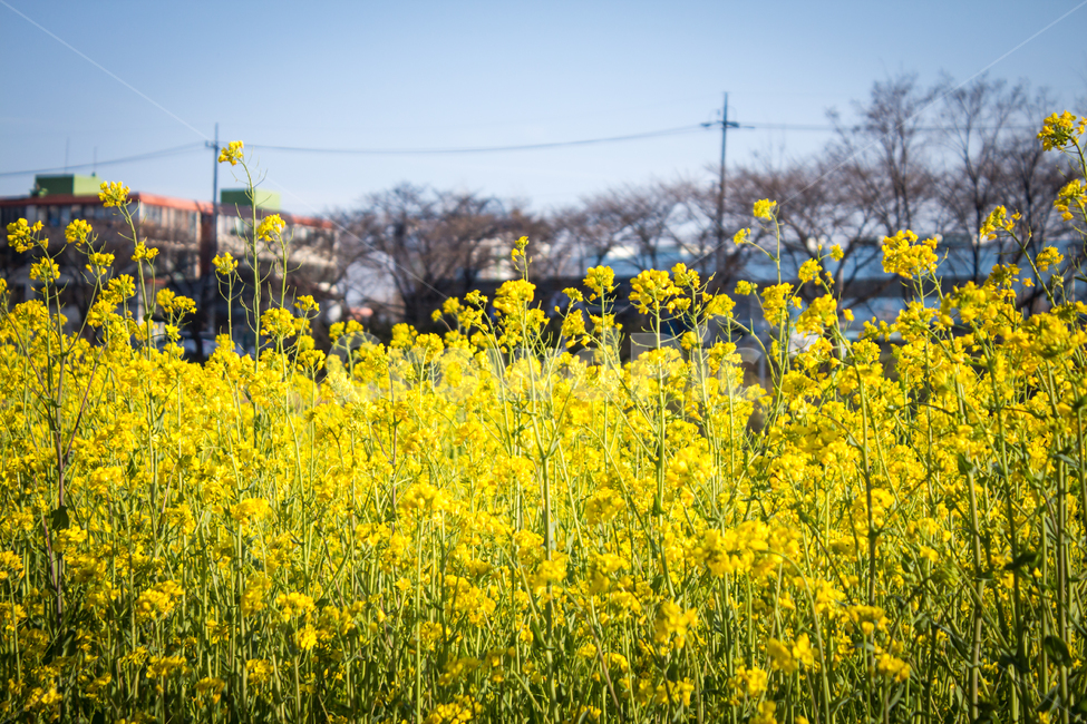 유채꽃,도심,꽃,flower,blossom,봄,봄꽃,spring,city,도시,downtown,field,들,nature,자연