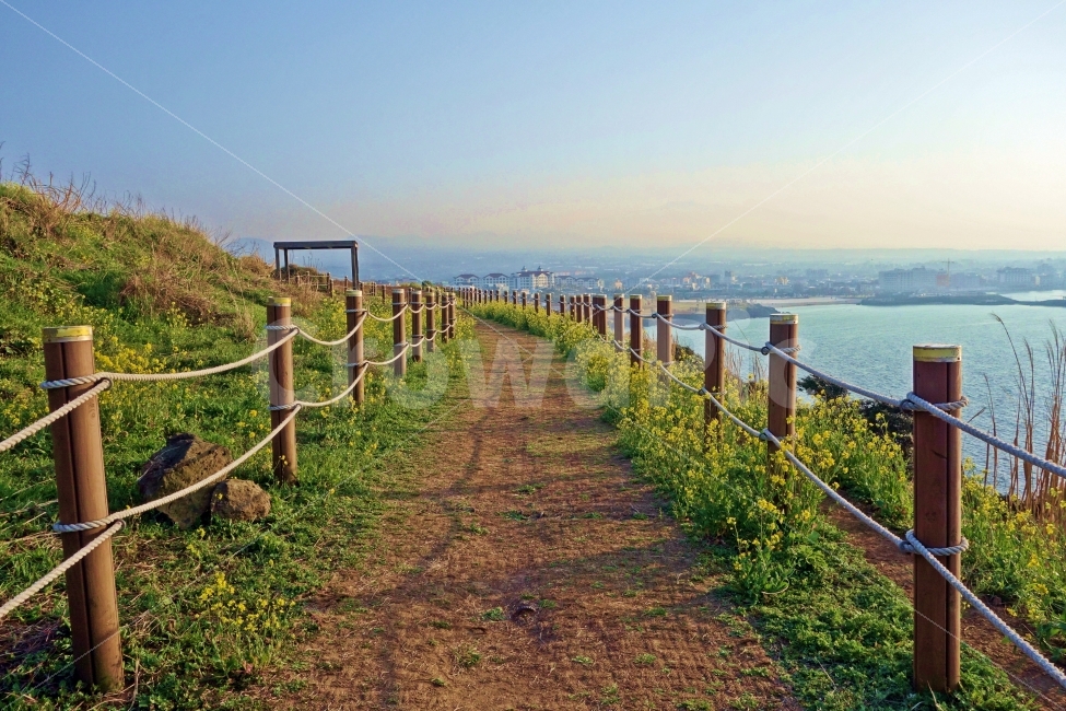 서우봉,둘레길,산책로,유채꽃,제주도,꽃,산책,바닷가,눈부신,풍경,자연,여행,제주,제주여행,제주도여행,최고,추천,여행지,관광지,바다,구름,하늘,아름다운,전망,뷰,자연,풍경,nature,landscape,제주도,jeju,jeju island