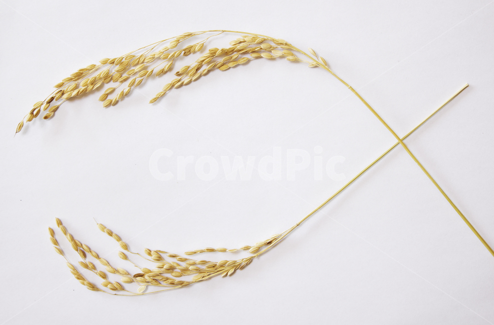 쌀,벼,곡식,곡물,음식,식재료,요리,이삭,곡류,rice,cereal,dry,ear,farming,food,gold,grain,harvest,isolated,korea,meal,nutrition,organic,plant,seed,yellow,cook화이트,흰색,하얀색,흰배경,쌀알,알갱이,볍씨,씨,씨앗,열매,쌀알갱이,식물,자연,식물,자연,plants,nature,음식,식재료,요리,food,cook,meal,dishes,food reserves,곡류,곡식,cereals