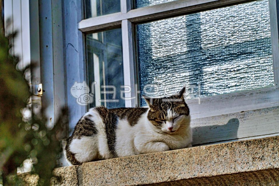 고양이,길고양이,유기묘,동물,animal,cat,alleycat,포유류,애완동물,mammal,pet,창문,창틀,window,windowsill,windowframes,windowledge,동물,animal,포유류,mammal,고양이,cat,kitten,kitty