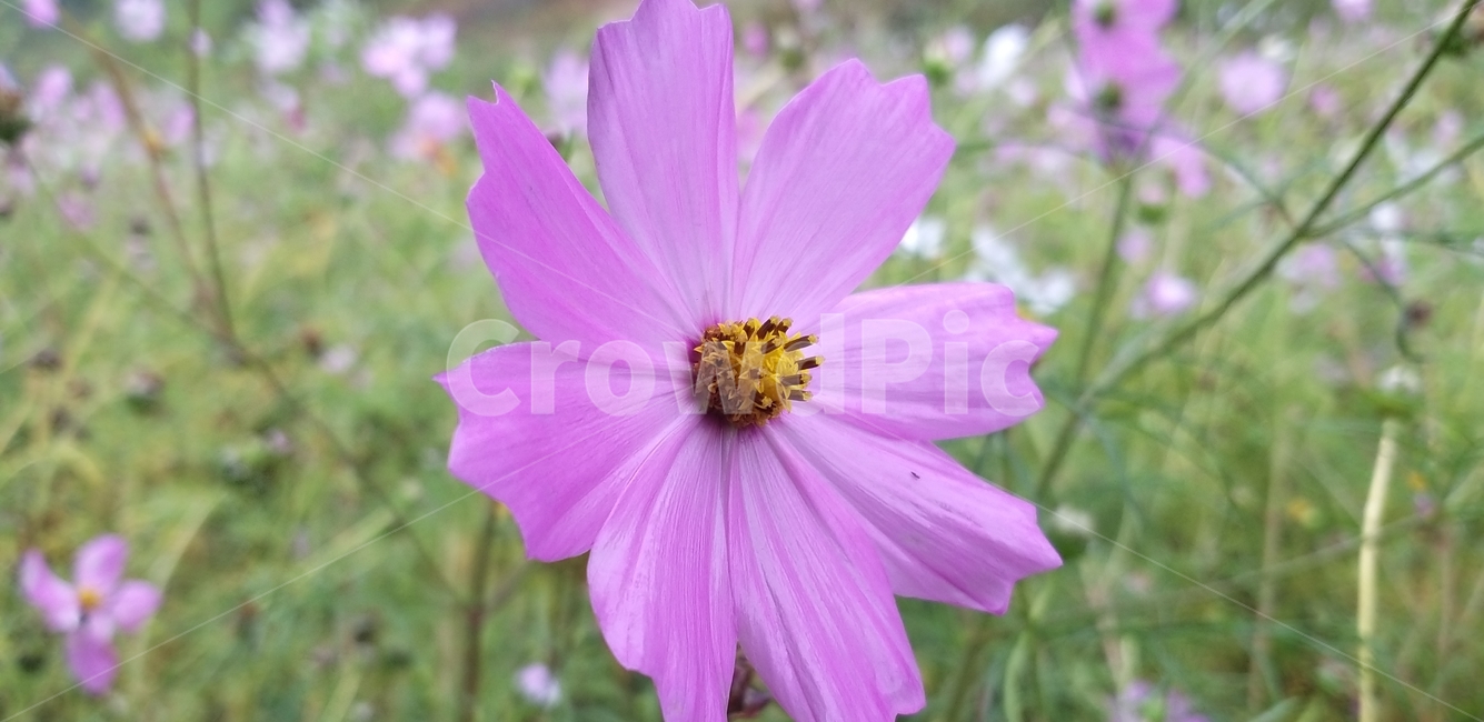 코스모스,pollen,plant,식물,화분,꽃