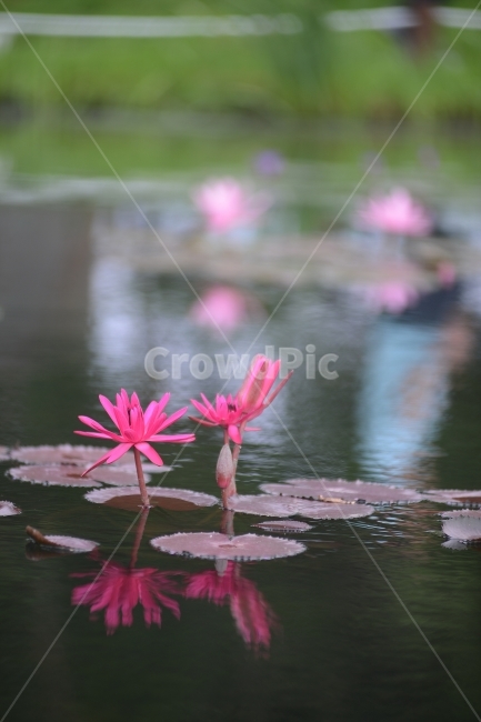 수련,연꽃,반영,물,자연,꽃,연잎,분홍,초록,식물,자연,plants,nature,꽃,flower