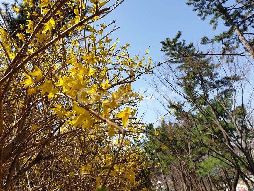 개나리,봄,봄꽃,꽃,자연,예쁜,봄냄새,forsythia,natuer,spring,flower,sprinflower,pretty,beautiful