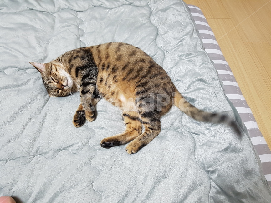 벵갈,bengal,고양이,cat,cute,animal,갈색,검정색,brwon,black,동물,animal,포유류,mammal,고양이,cat,kitten,kitty