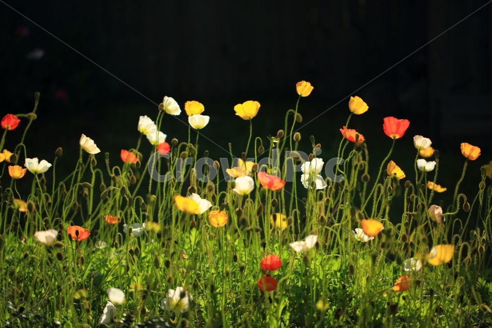 꽃양귀비,접사,자연,풍경,꽃,식물,자연,plants,nature,꽃,flower
