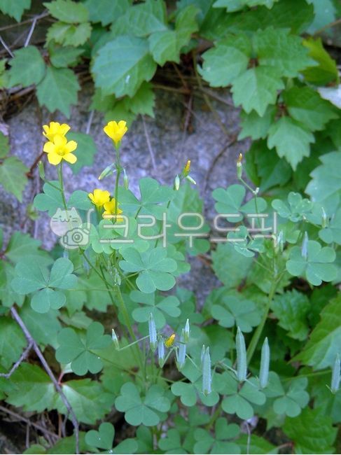 괭이밥,괭이밥과,괭이밥속,corniculata,자연,nature,야외,outdoors,plant,식물,flower,꽃,blossom,야생화,wildflower,잎,leaf