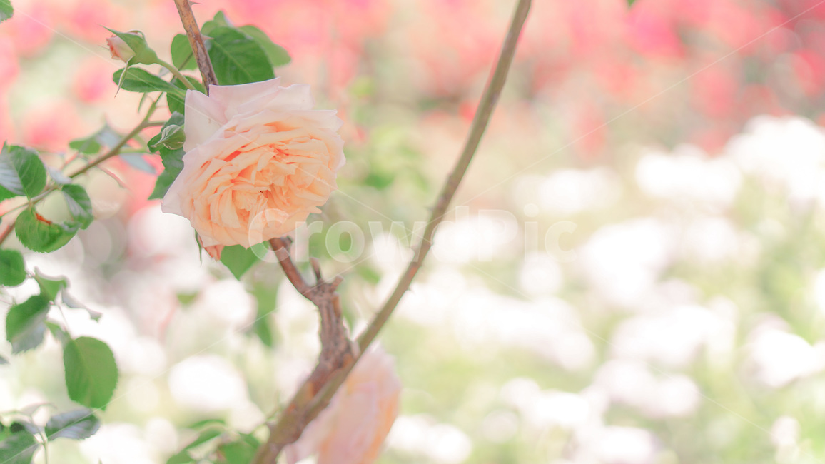 장미,코랄장미,정원,꽃,꽃밭,색감,코랄,식물,자연,plants,nature,꽃,flower