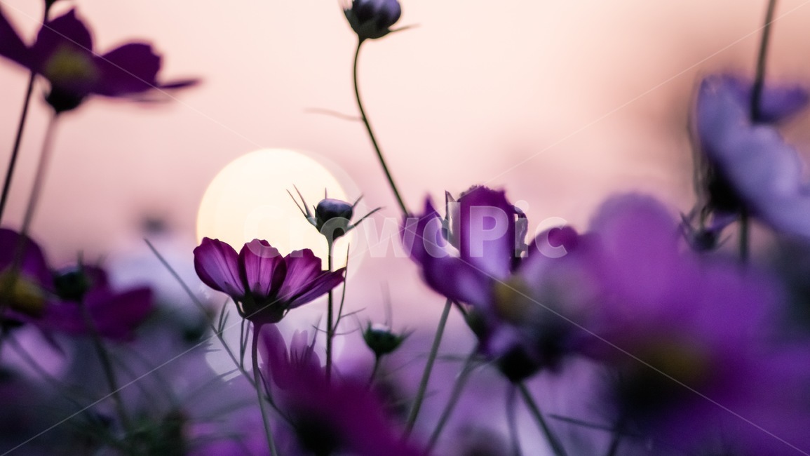 꽃,식물,코스모스,flower,plant,cosmos,일출,매직아워,sunset,magichour,가을,fall,식물,자연,plants,nature,꽃,flower