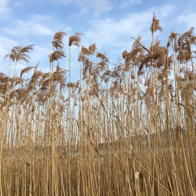 grass,reed,갈대,plant,식물,lawn,잔디,가을,가을,계절,fall,autumn,season