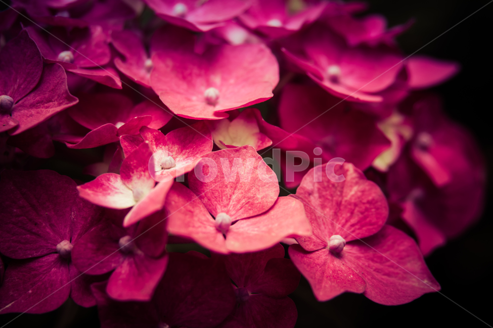 수국,꽃,자연,식물,여름,색감,식물,자연,plants,nature,꽃,flower