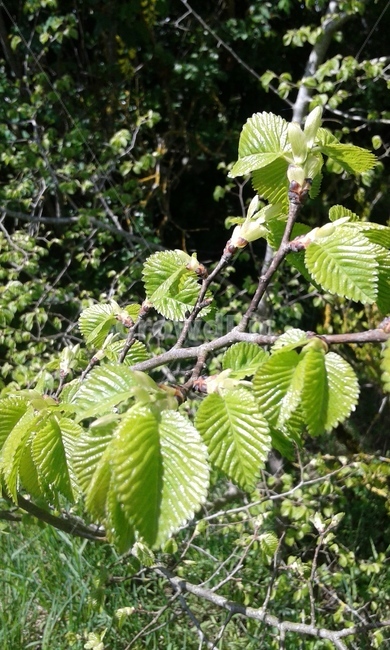 나뭇잎,초록잎,봄,나무,싱그러움,식물,자연,plants,nature