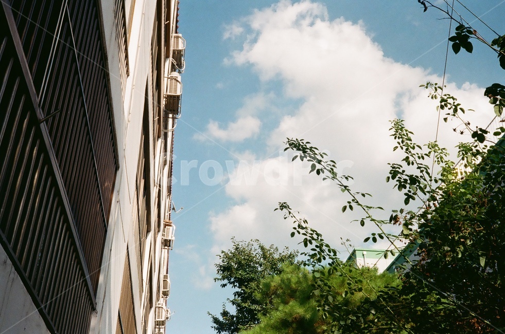 하늘,구름,나무,공간,색감,필름,필름색감,sky,plant,cloud