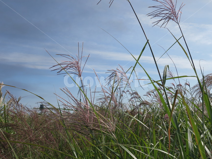 바람,가을,식물,갈대,하늘,식물,자연,plants,nature