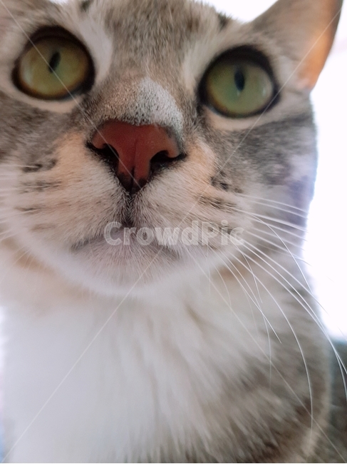 고양이,cat,코숏,클로즈업,고양이앞모습,반려동물