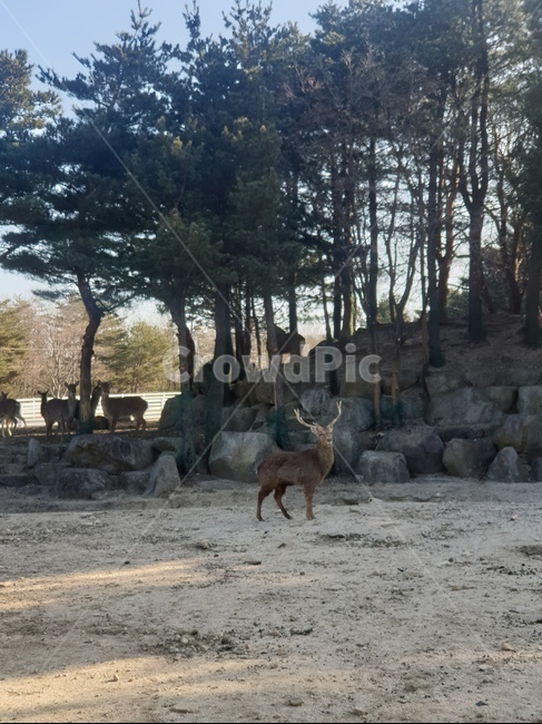 사슴,농장,꽃사슴,동물,amimal,deer
