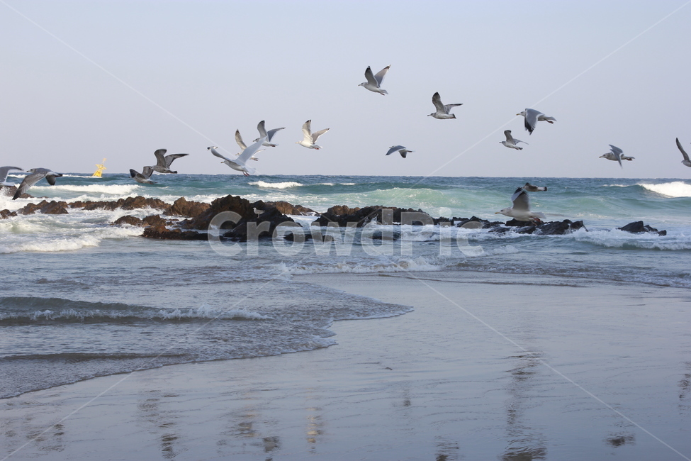 Donghae City,tide,East Sea,ocean,flying,Seagull,wing,rough waves