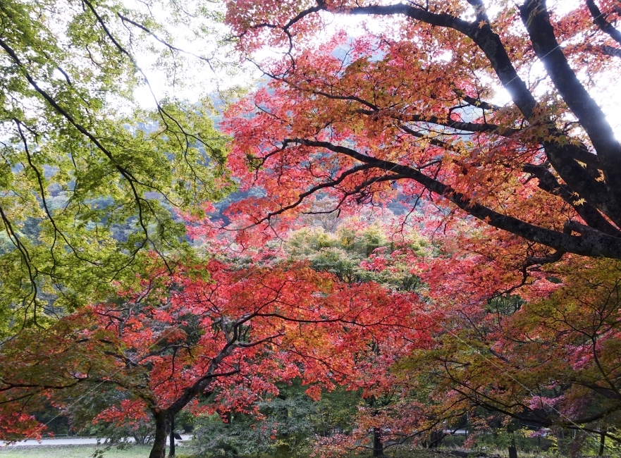 단풍,단풍잎,가을,여행,국내여행,가을,계절,fall,autumn,season,식물,자연,plants,nature,나무,trees,wood,tree,plant,maple
