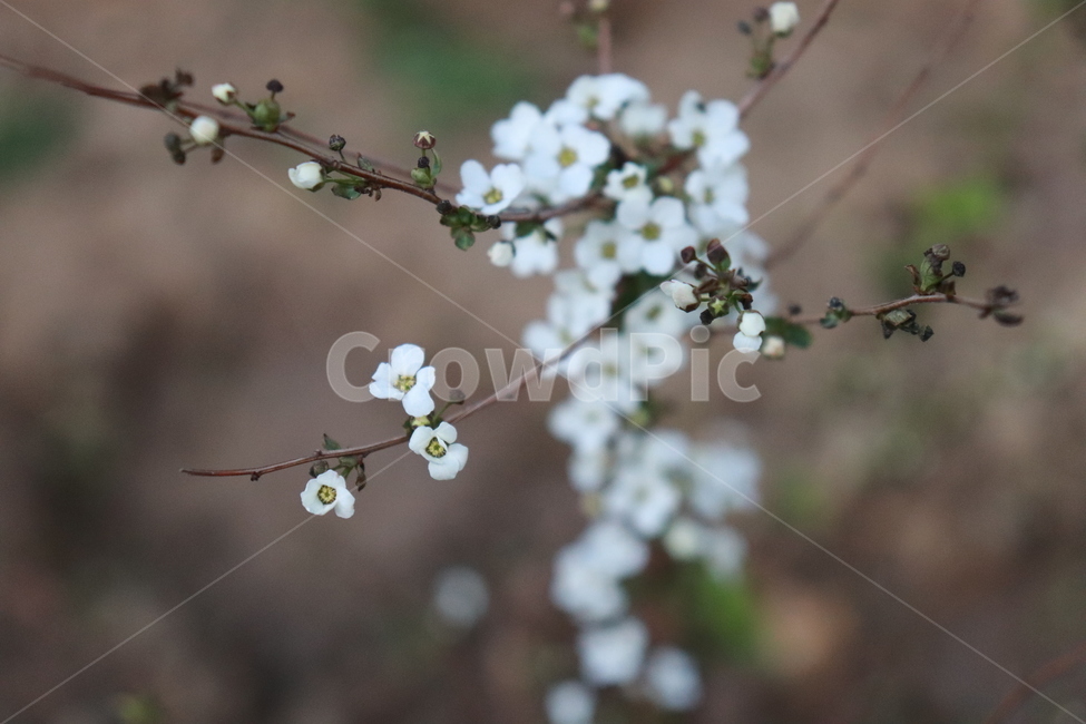 꽃,식물,나무,자연,아름다운,식물,자연,plants,nature,꽃,flower