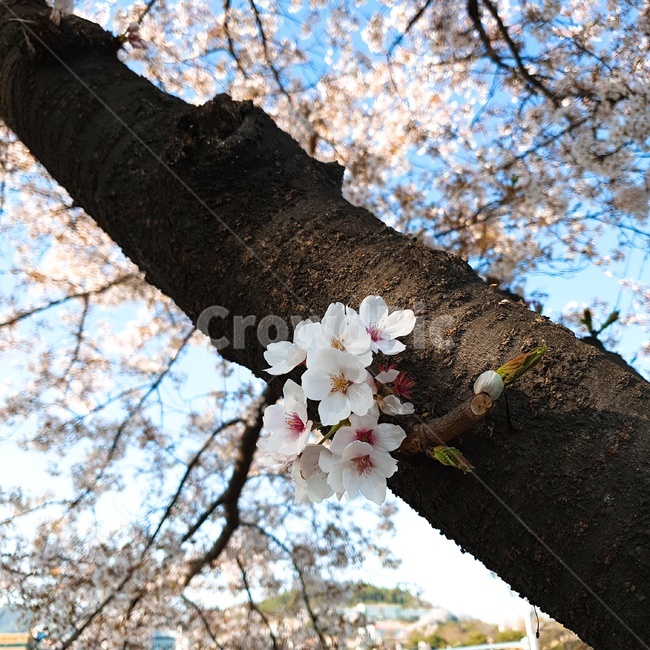 자연,벚꽃,나무,봄,꽃,봄,계절,spring,season,식물,자연,plants,nature,꽃,flower,plant,cherry blossom,blossom