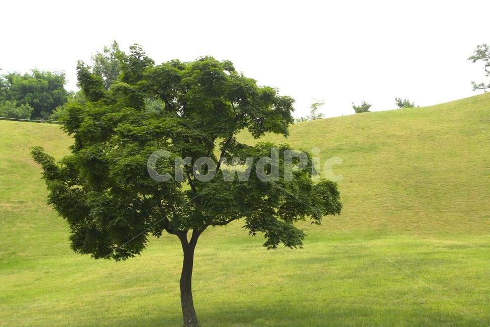 서울올림픽공원,나무,초원,푸른언덕,추억,자연,풍경,nature,landscape,식물,plants,나무,trees,wood,plant,tree