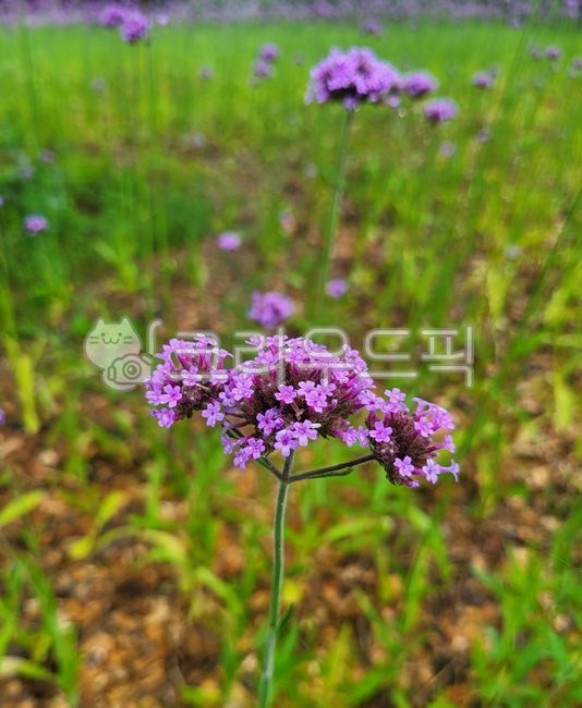 꽃,여름,분홍꽃,여름꽃,식물,마편초,버들마편초