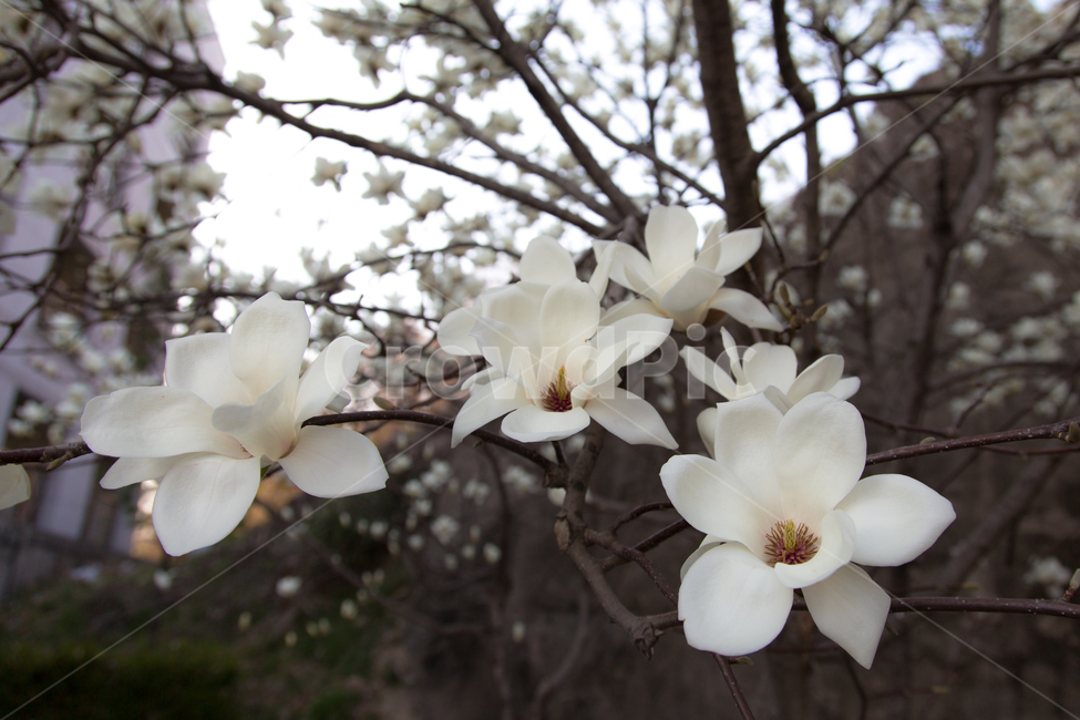 plant,식물,pollen,봄,봄꽃,목련,봄,계절,spring,season,식물,자연,plants,nature,꽃,flower