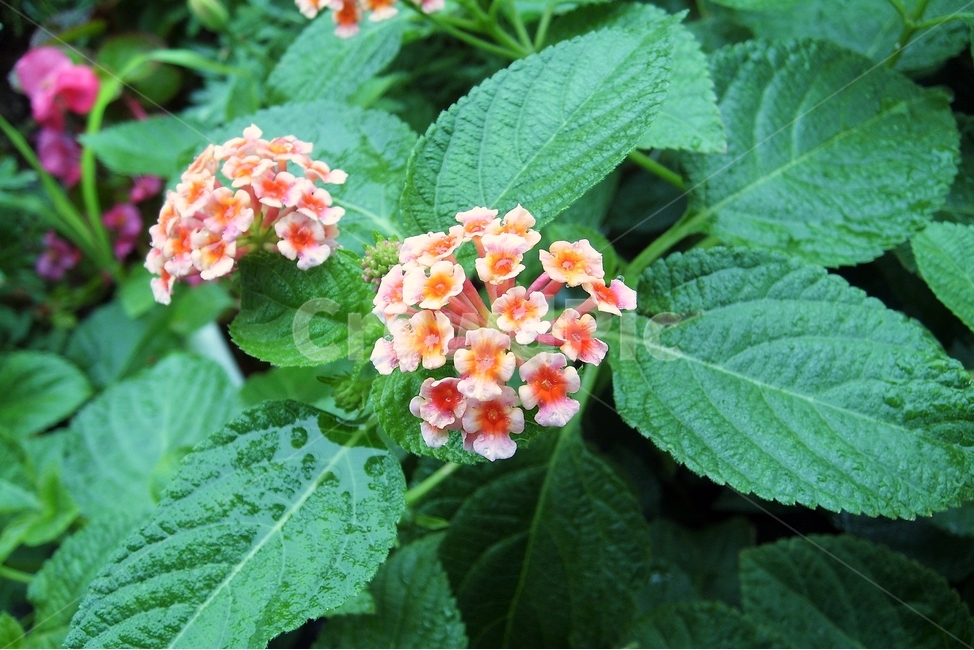 란타나,원예,정원,7색,칠변화,lantana,sevencolor,plant,bloom,flower,꽃,자연,beautiful,식물,자연,plants,nature,꽃,flower