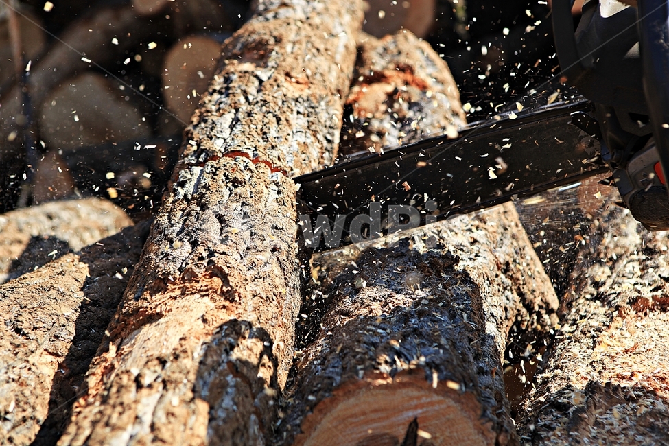 참나무,나무,장작,땔감,자연,배경,풍경,나무,trees,wood