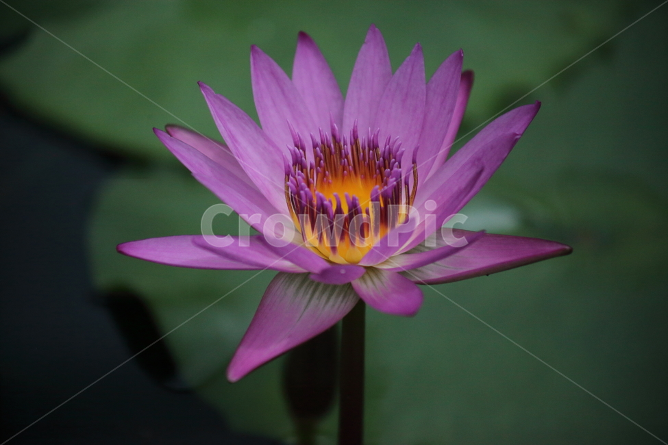 수련,꽃,식물,수생식물,waterlily