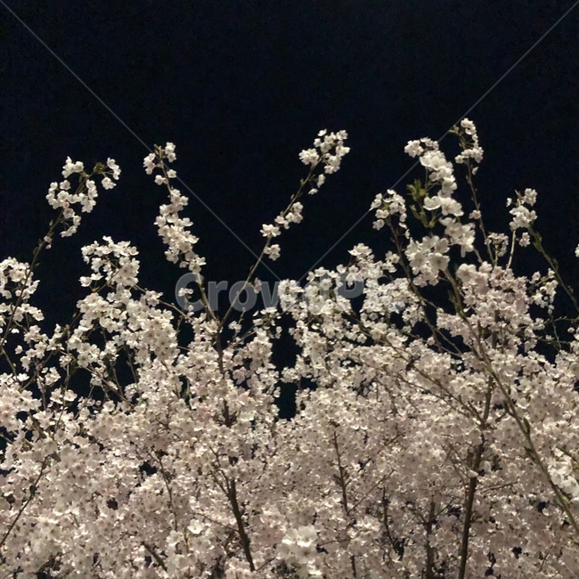 벚꽃,밤하늘,밤벚꽃,밤,하늘