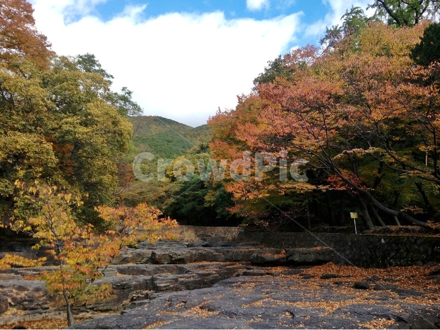 나무,단풍,바위,세심정,가을나들이,가을,계절,fall,autumn,season,자연,풍경,nature,landscape,tree,plant,식물,maple