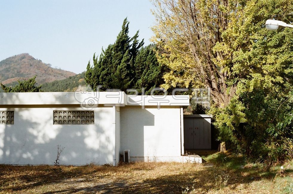 경북,경주시,경주,율동역,가을,단풍,역사,폐역,은행나무